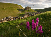 3015 Orchids and Peters Stone H Chris Gilbert, Ravenseye Gallery, Peak District, Photographs, Courses